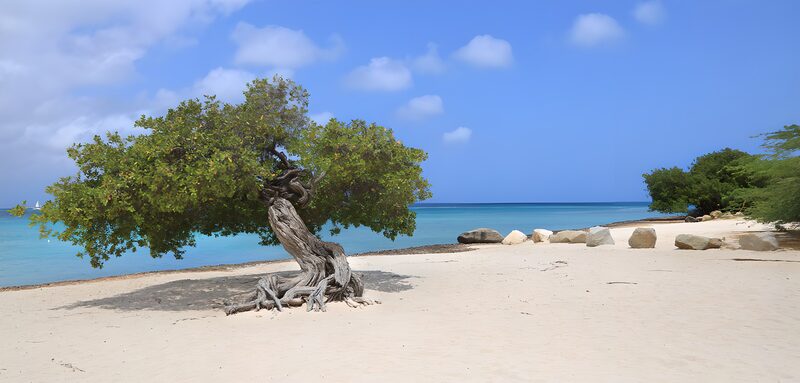 Serene Beach Oasis with Twisted Tree