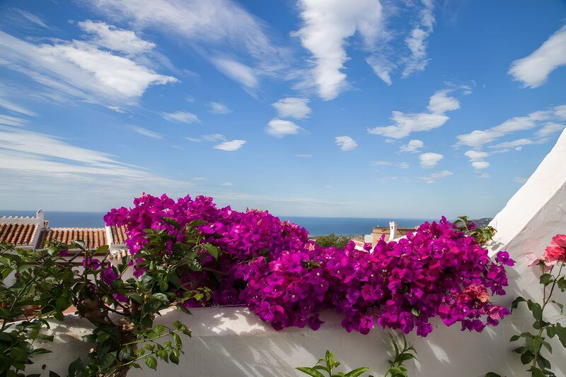 Vibrant Bougainvillea by the Sea