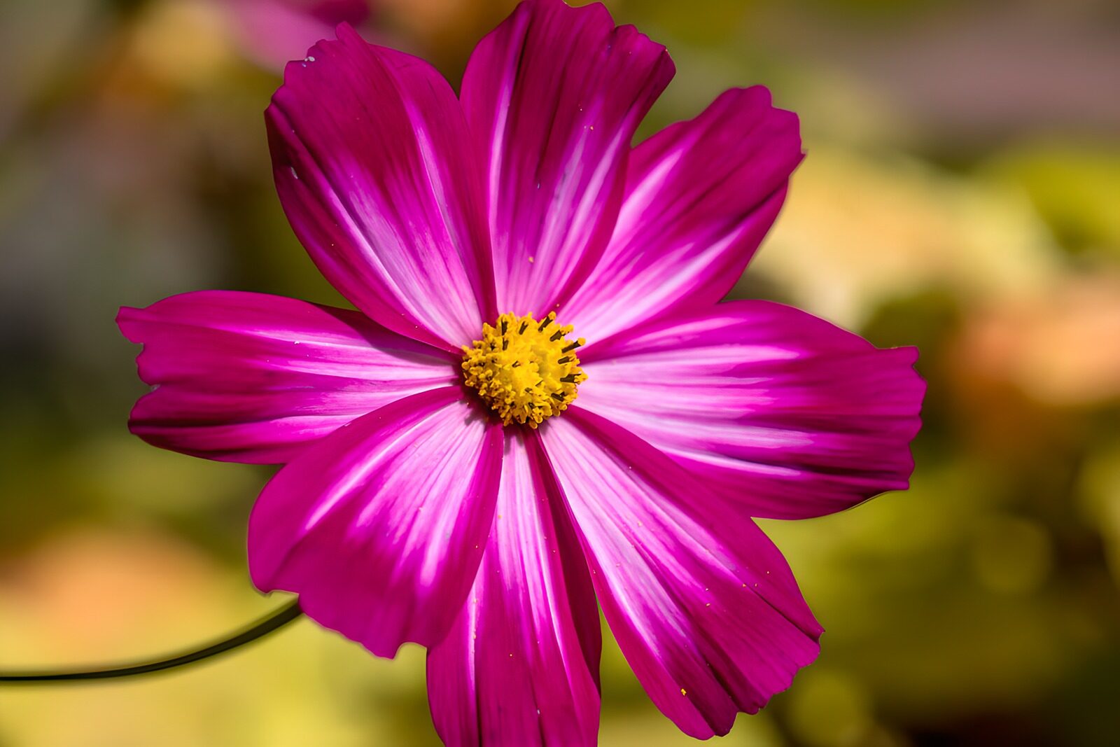 Vibrant Pink Flower in Bloom