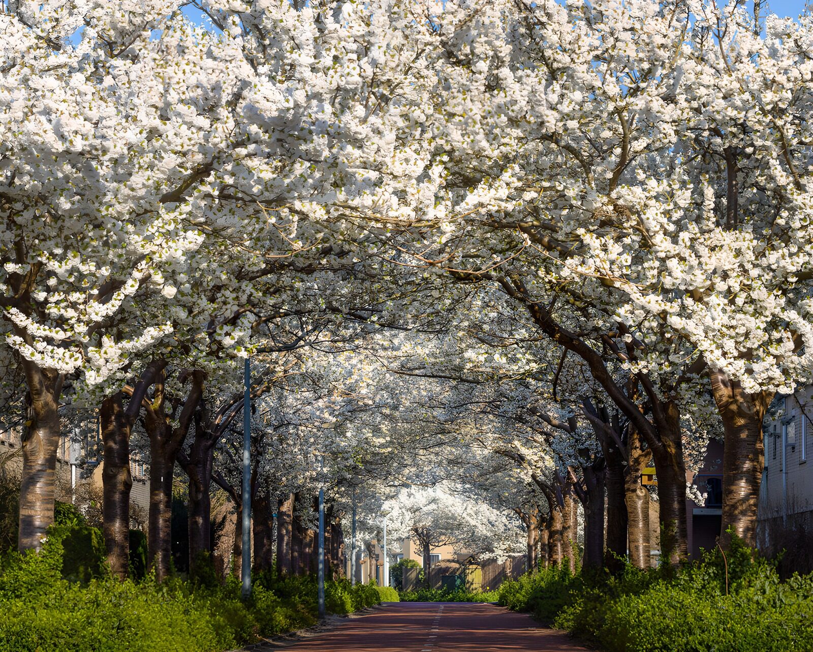 Blossom-Laden Pathway in Spring