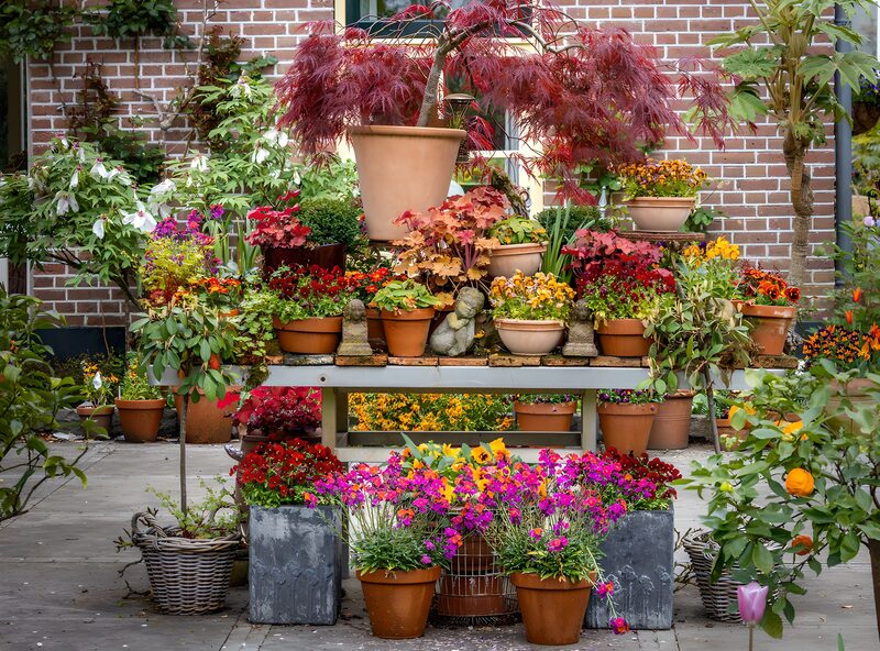 Colorful Flower Display in Pots