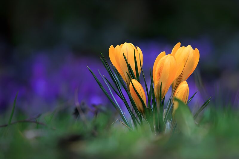 Vibrant Yellow Crocuses in Bloom