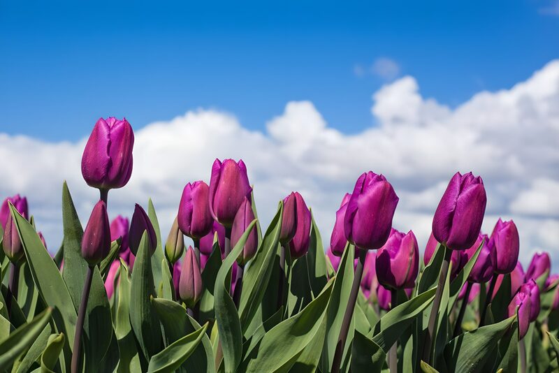 Vibrant Purple Tulip Field Under Blue Sky