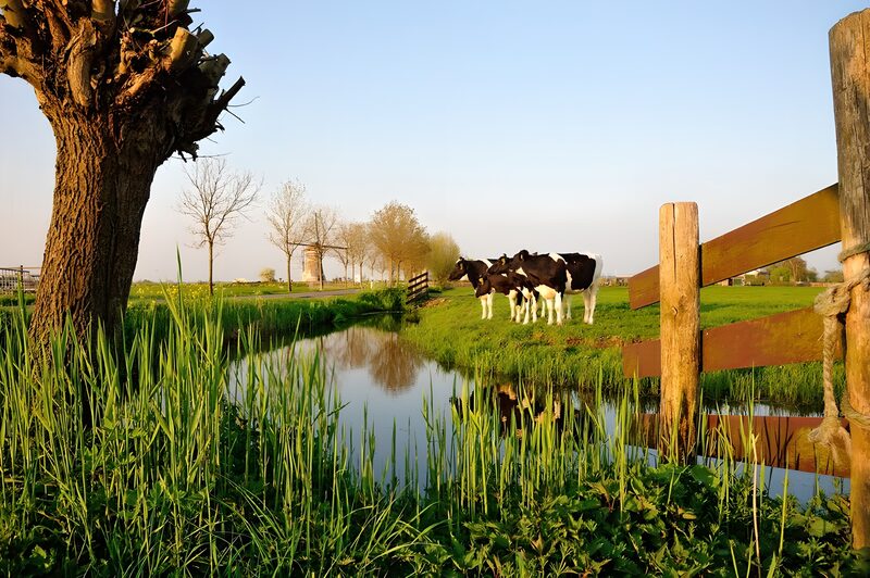 Peaceful Countryside with Cows and Stream