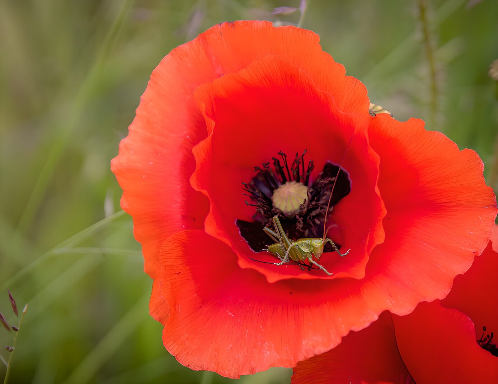 Vibrant Poppy with a Grasshopper