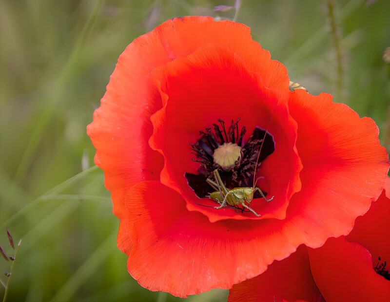 Vibrant Poppy with a Grasshopper