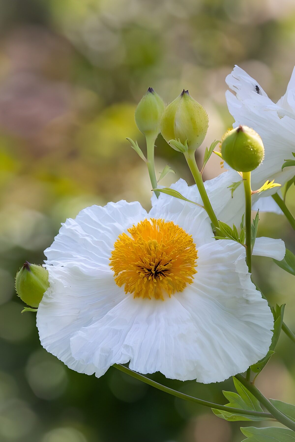 Elegant White Flower with Yellow Center