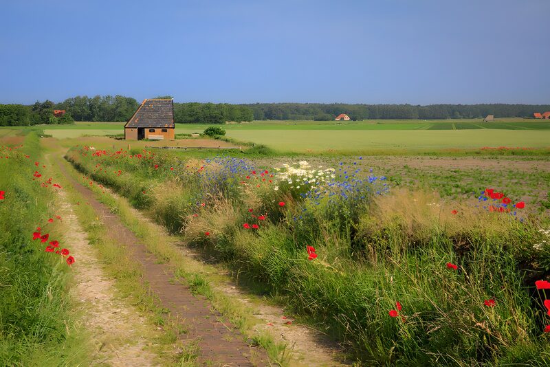 Peaceful Country Pathway