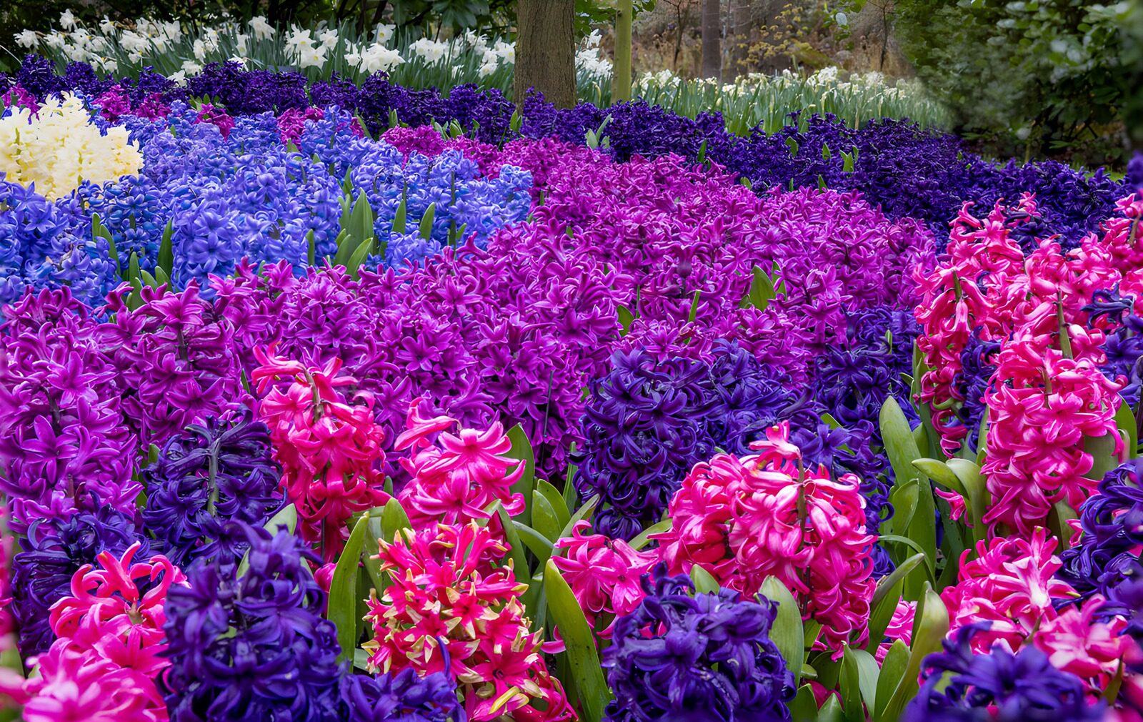Colorful Hyacinth Bloom Field