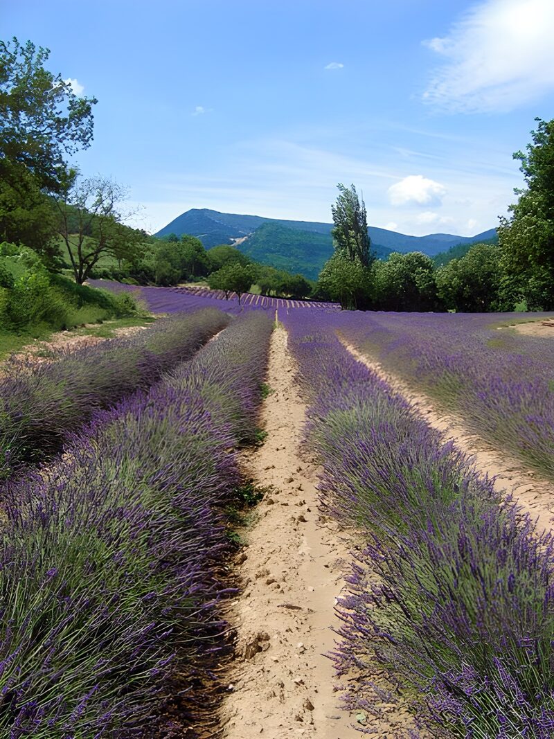 Lavender Fields Under Blue Sky