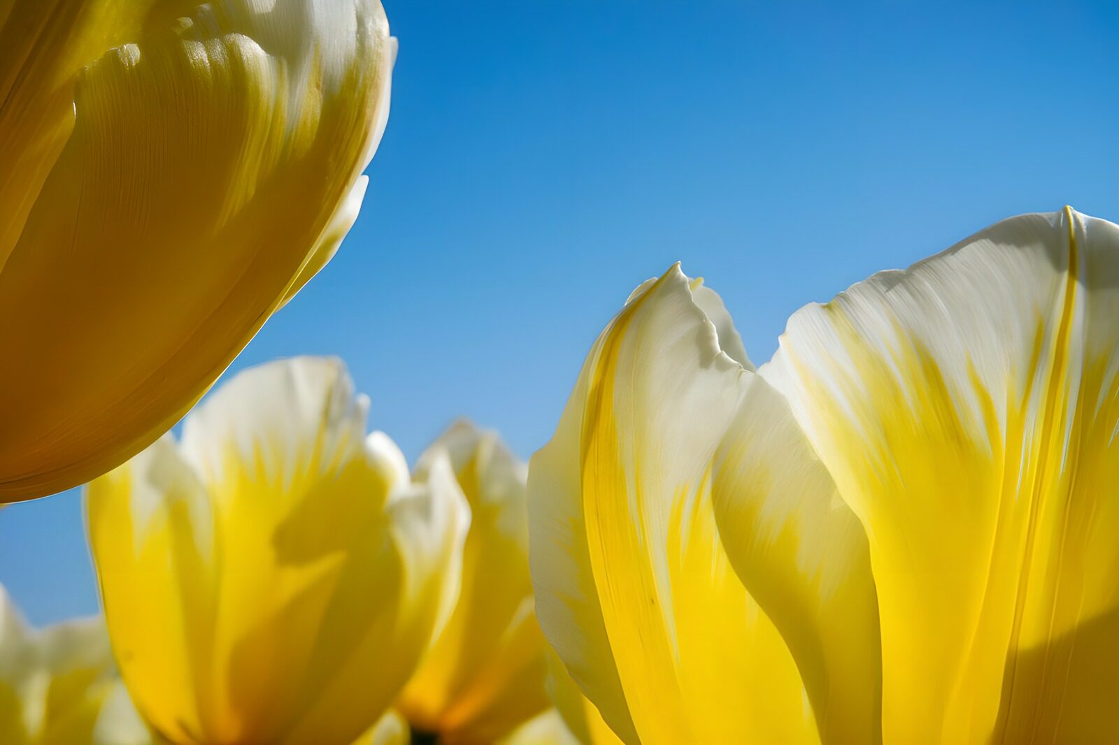 Vibrant Yellow Tulips Under Blue Sky