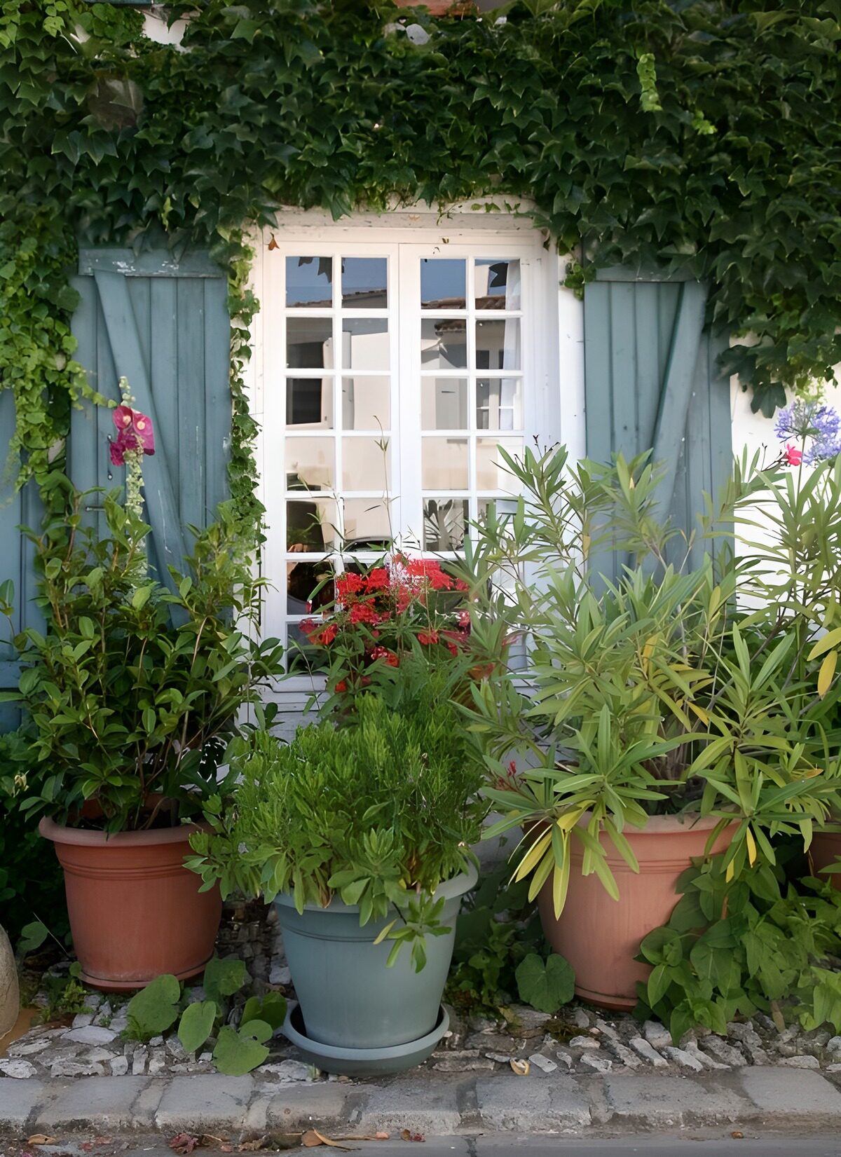 Charming Greenery by the Window