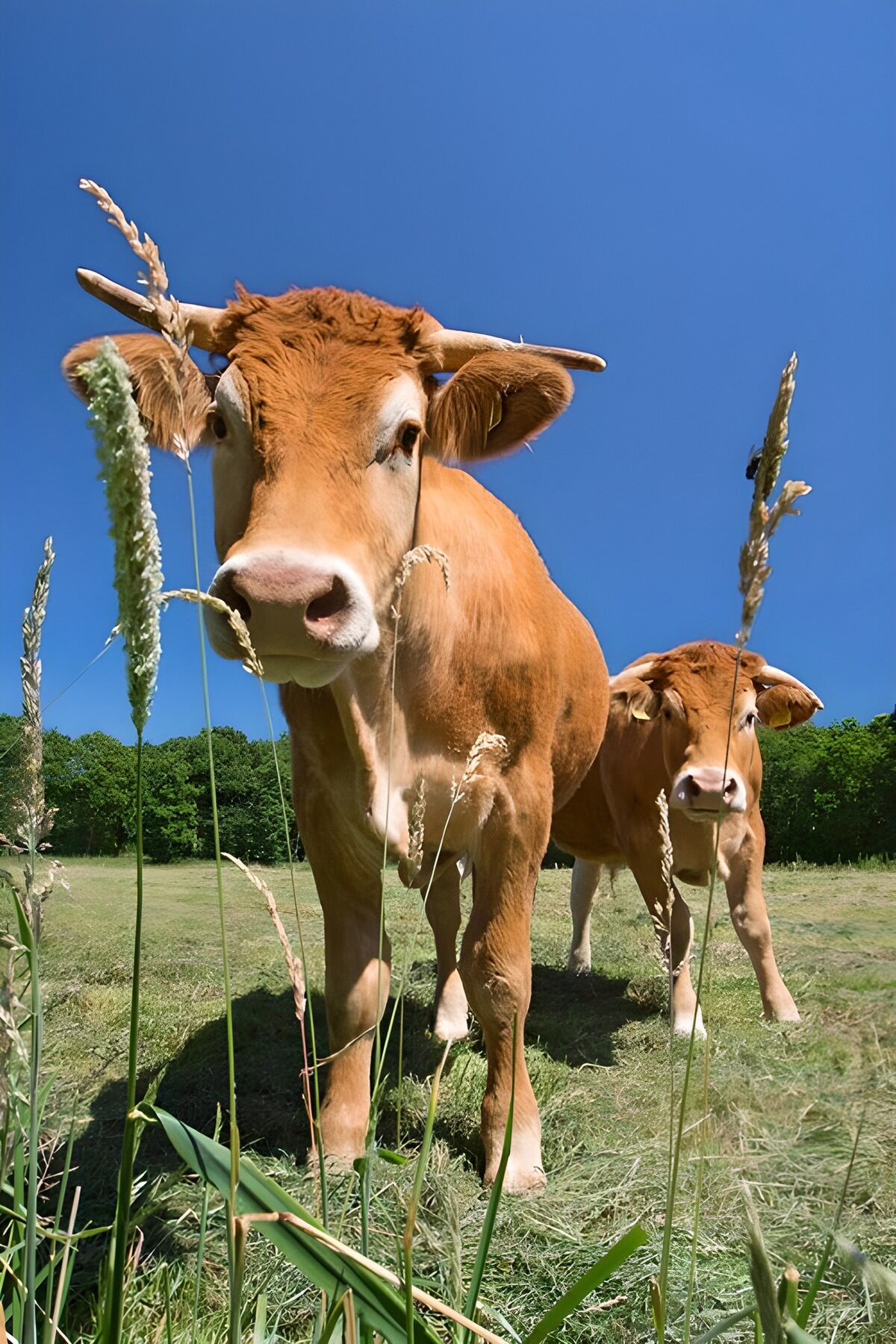 Playful Cows in a Sunny Meadow