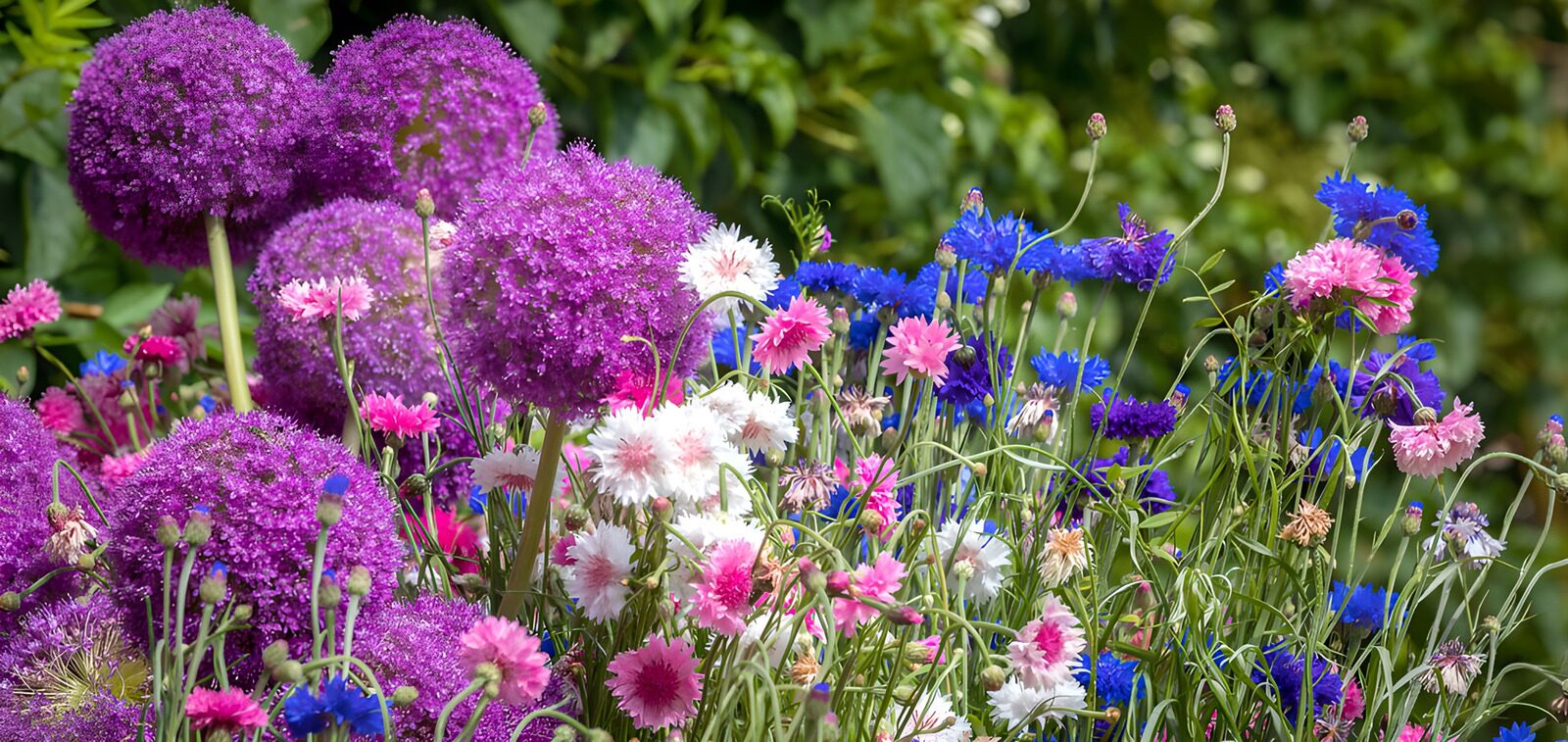 Vibrant Blossoms in Full Bloom