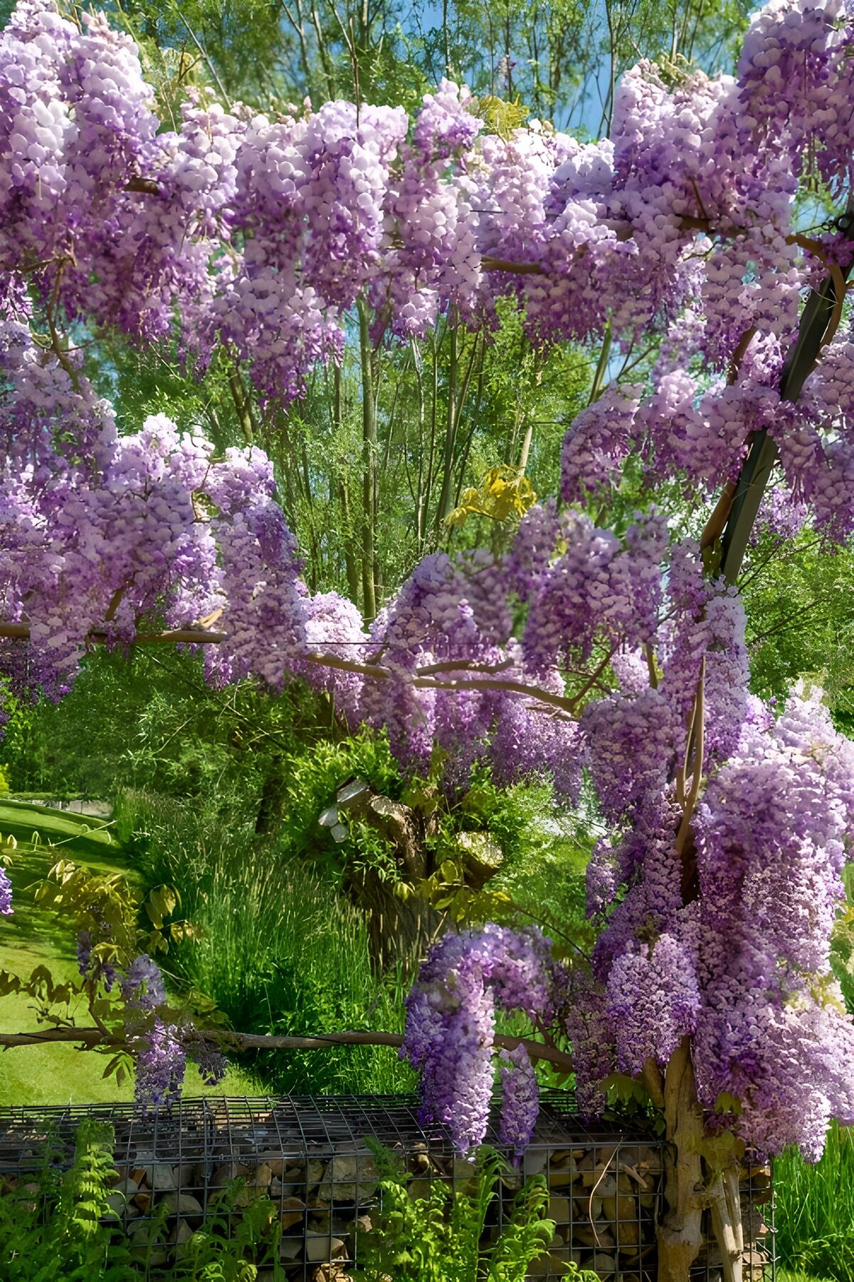 Cascading Wisteria Blooms in Spring