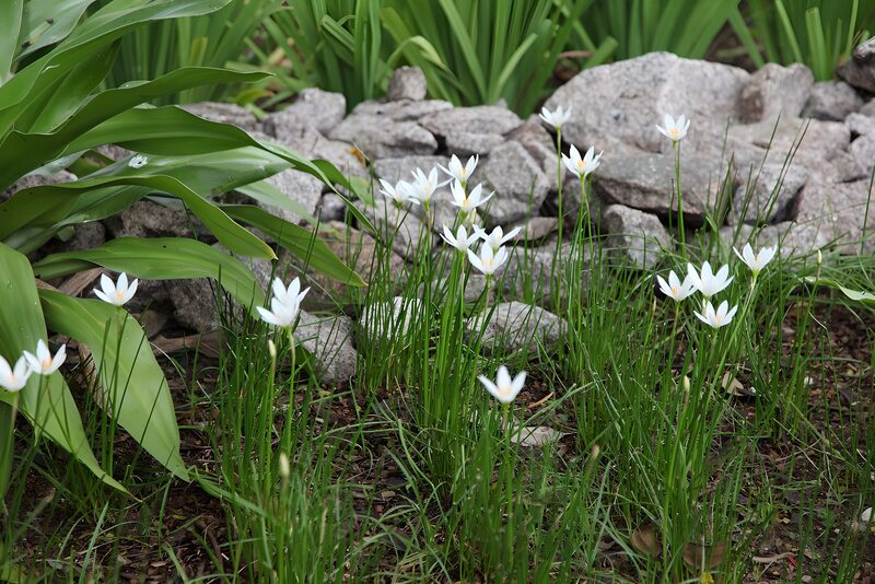 White Blossoms Among Rocks