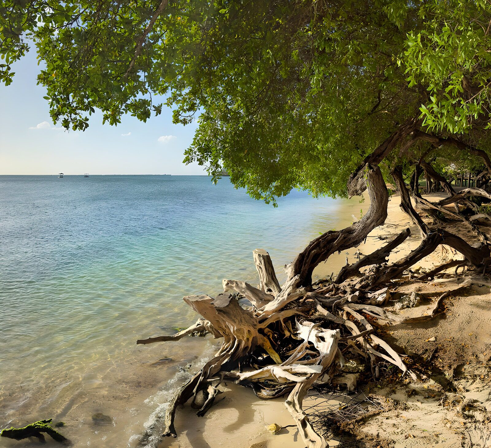 Serene Beachside with Twisted Roots