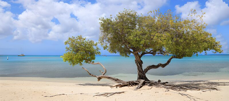 Tranquil Beachscape with Resilient Tree
