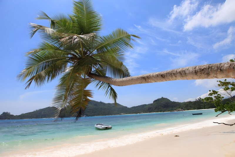 Tropical Paradise with Palm Tree