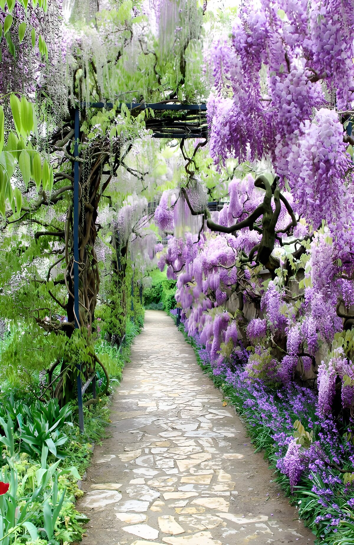 Enchanted Wisteria Pathway