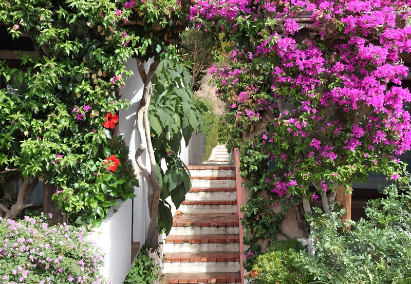 Vibrant Steps Through Floral Paradise