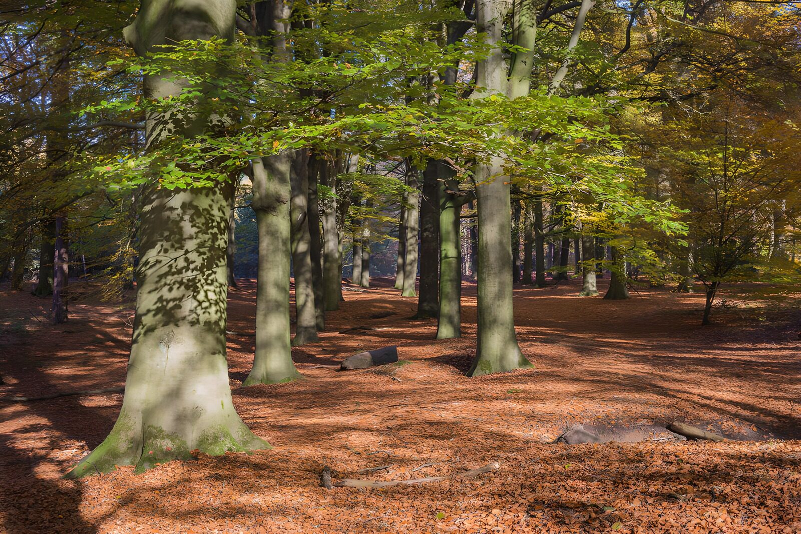 Autumn Serenity in the Forest