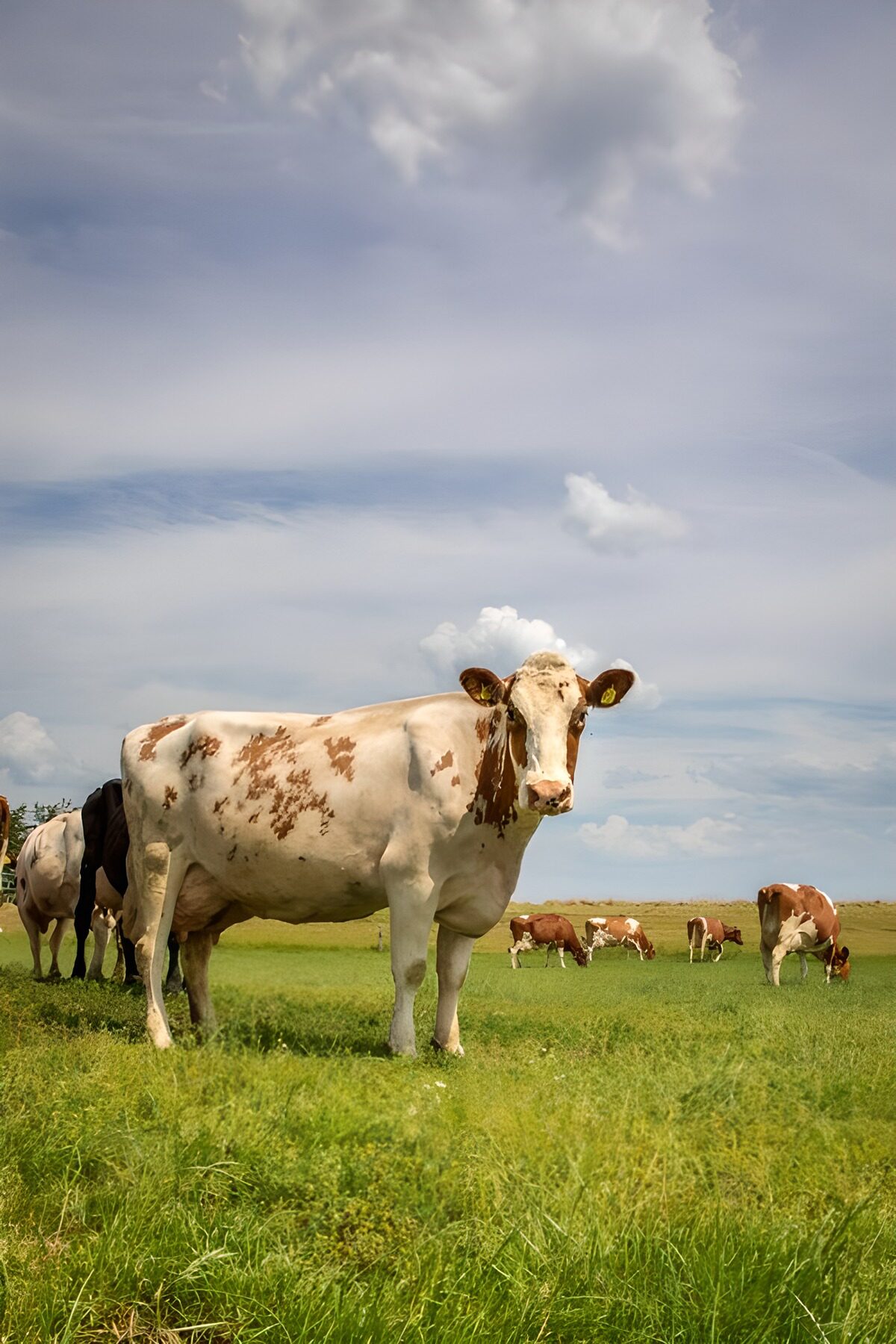 Grazing Cattle Under Clear Skies