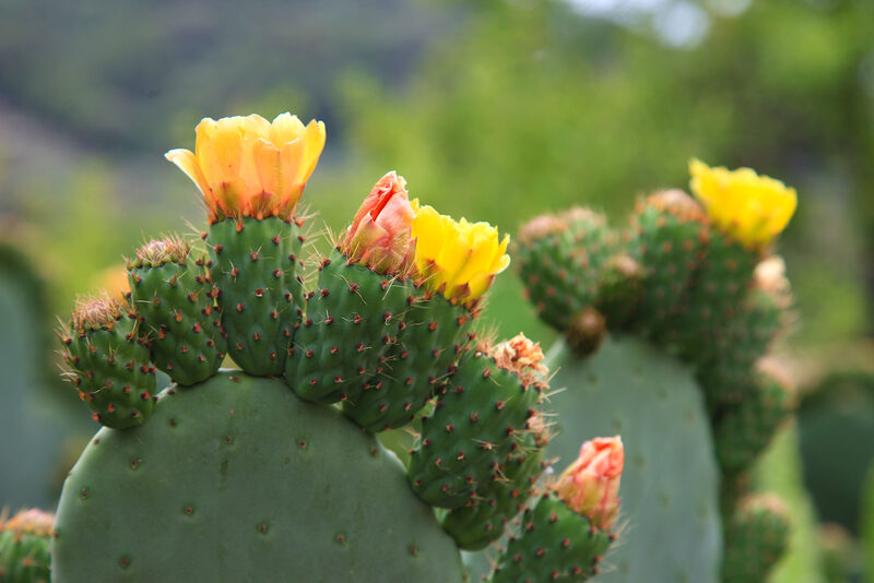 Blooming Prickly Pear Cactus