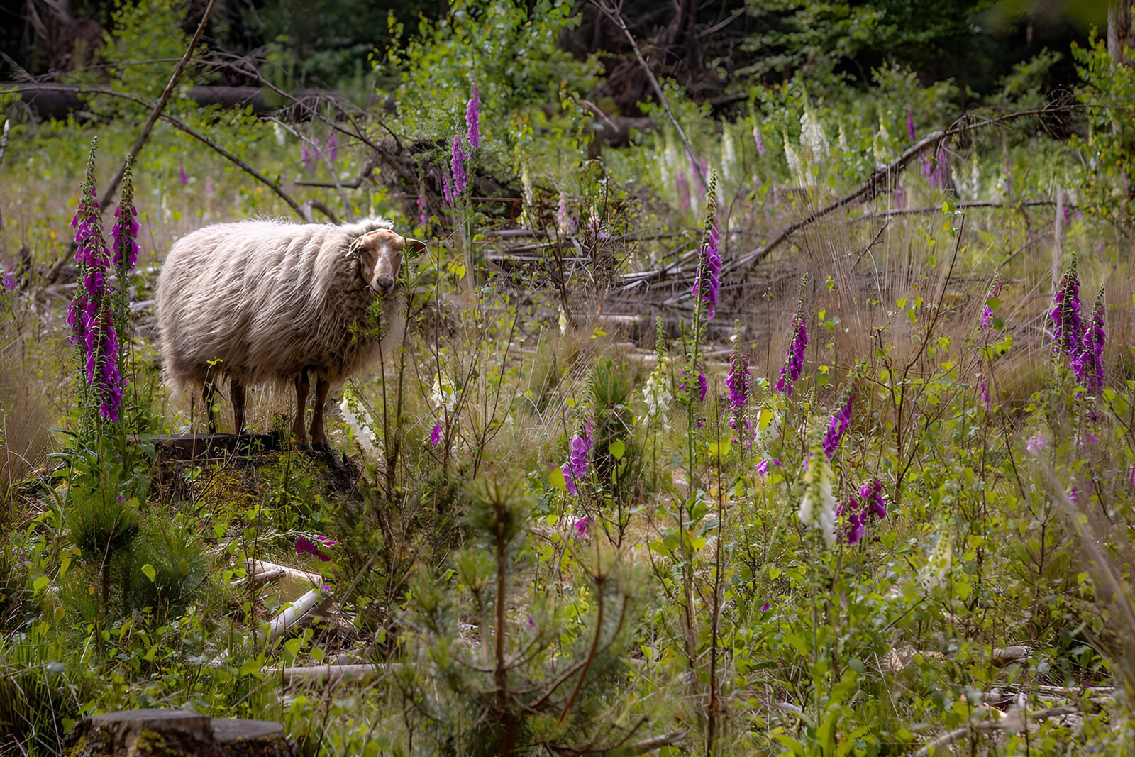 Sheep Among Wildflowers