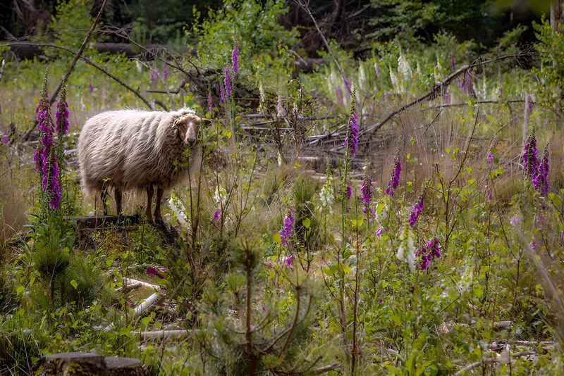 Sheep Among Wildflowers