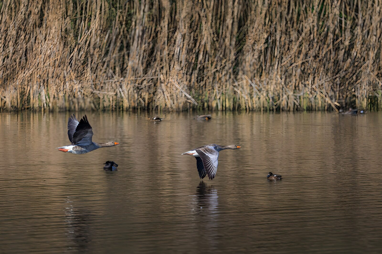 Ducks in Flight Over Calm Water