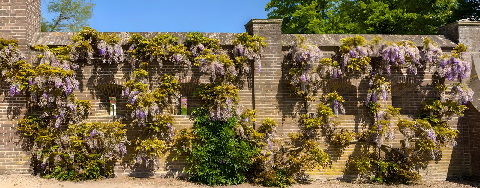 Wisteria Blossoms on a Brick Wall