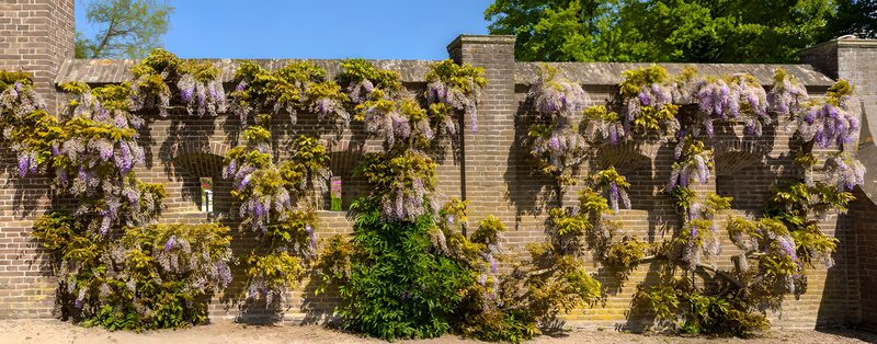 Wisteria Blossoms on a Brick Wall