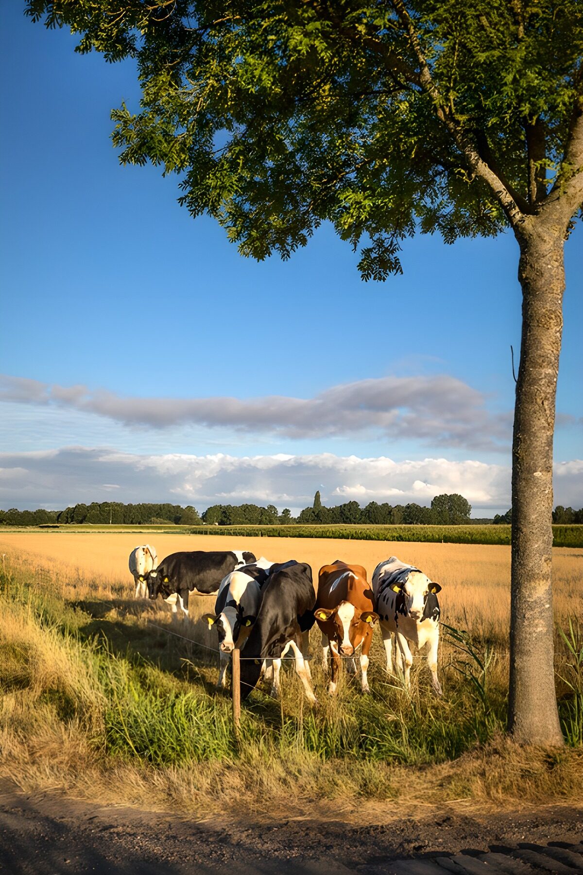 Peaceful Cows in a Sunny Field