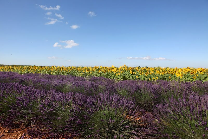 Vibrant Fields of Lavender and Sunflowers
