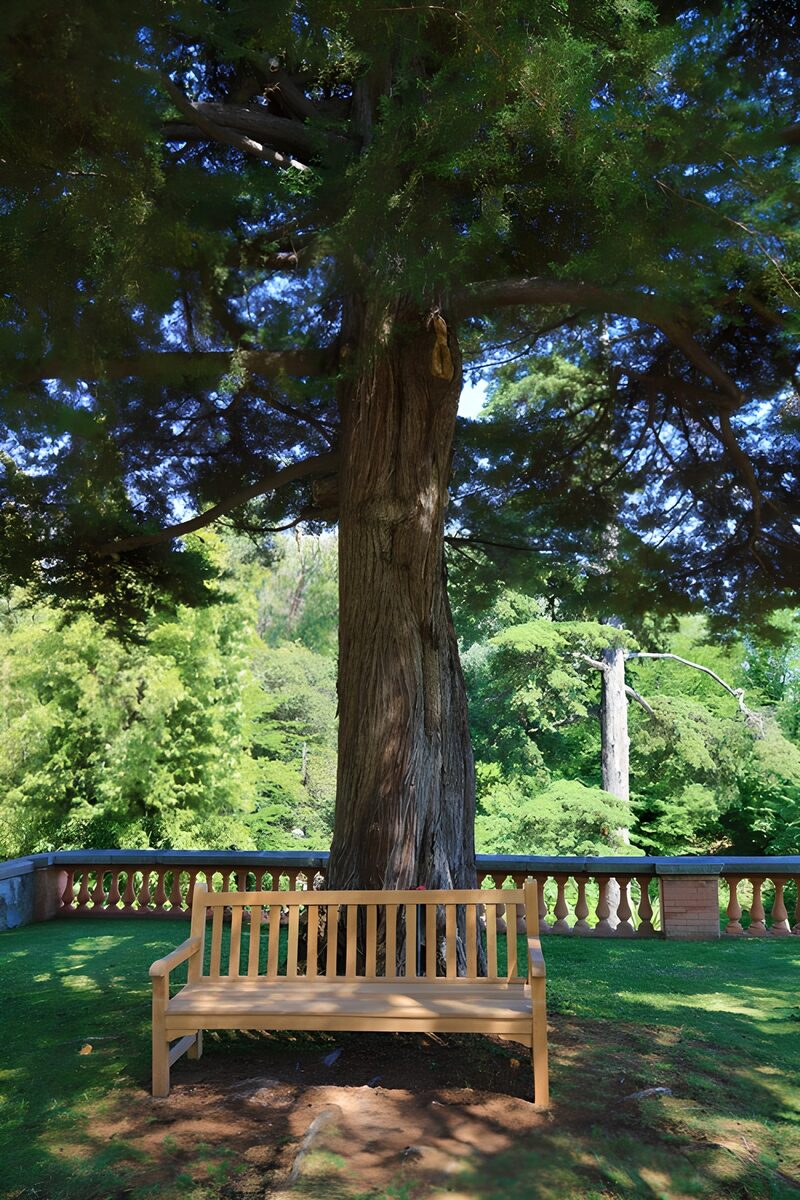Serene Bench Beneath a Grand Tree