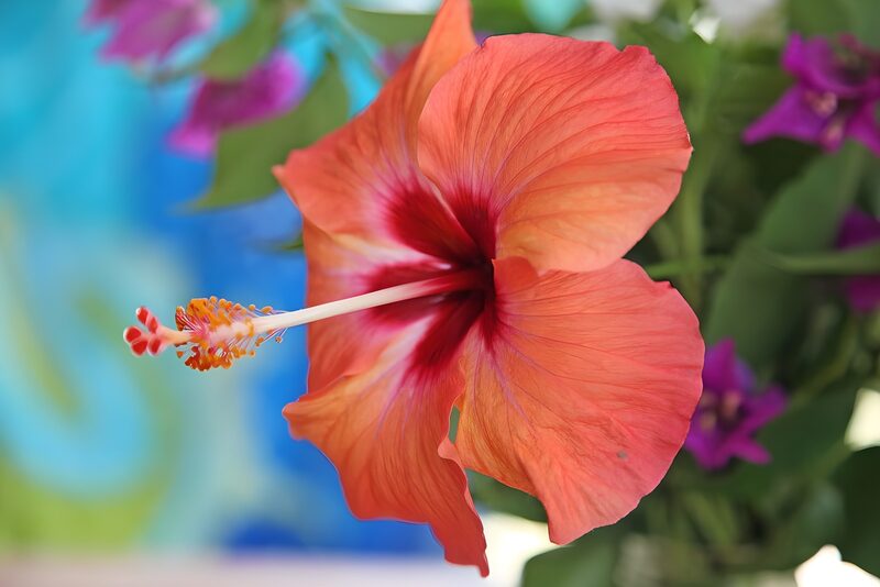 Vibrant Hibiscus Bloom