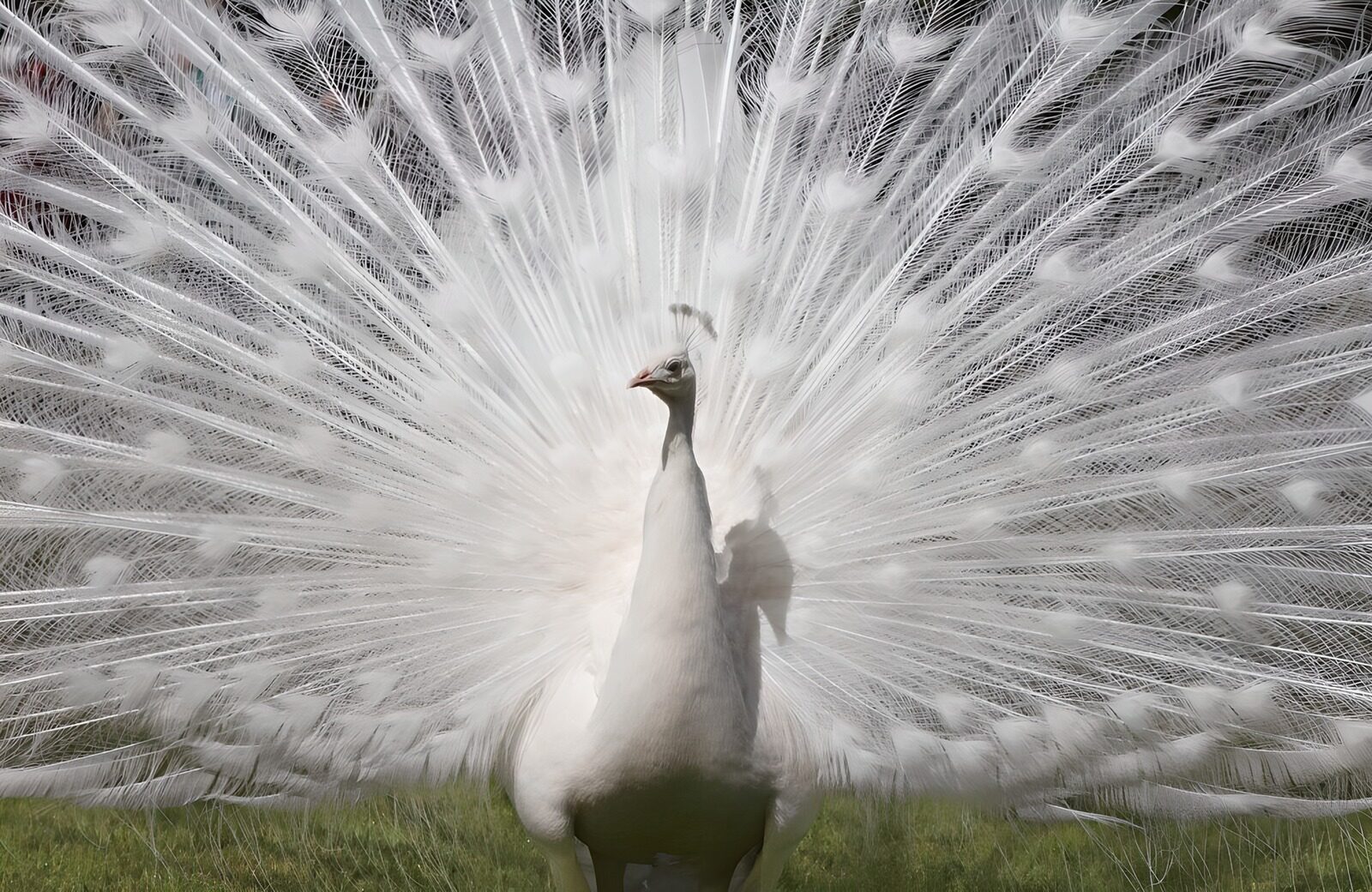 Elegant White Peacock Display