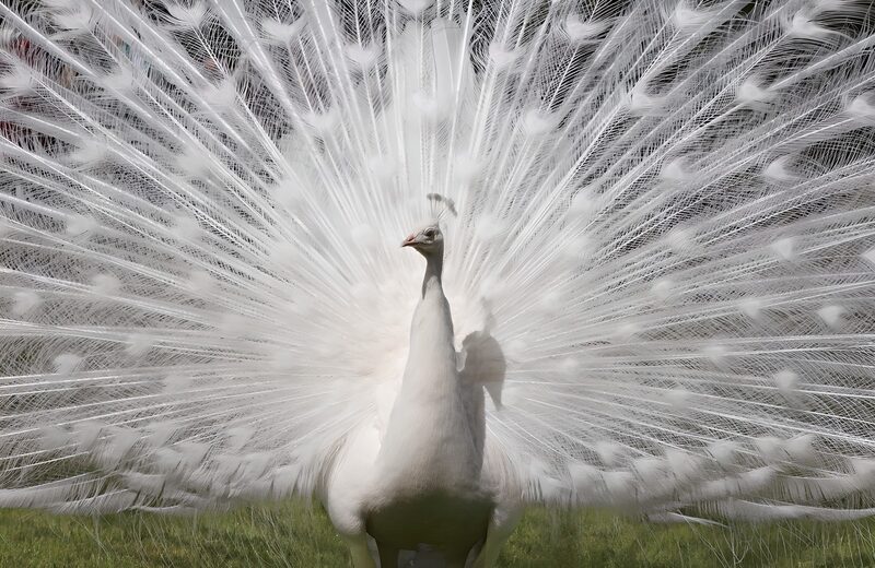 Elegant White Peacock Display