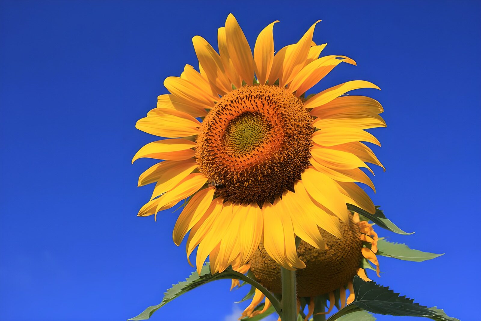 Bright Sunflower Against Azure Sky