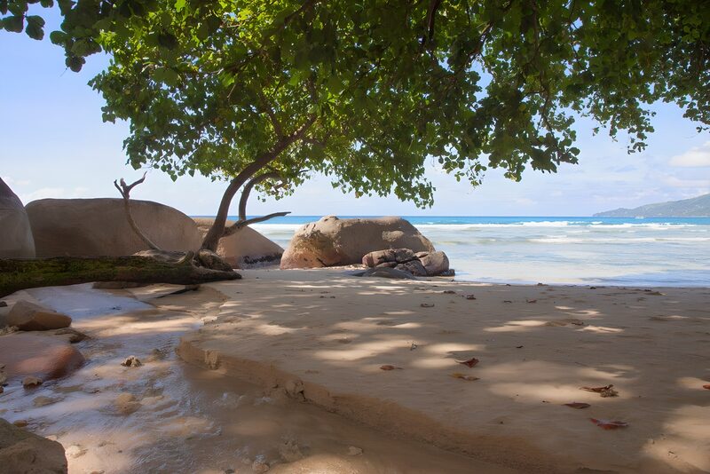 Serene Beach Under a Shady Tree
