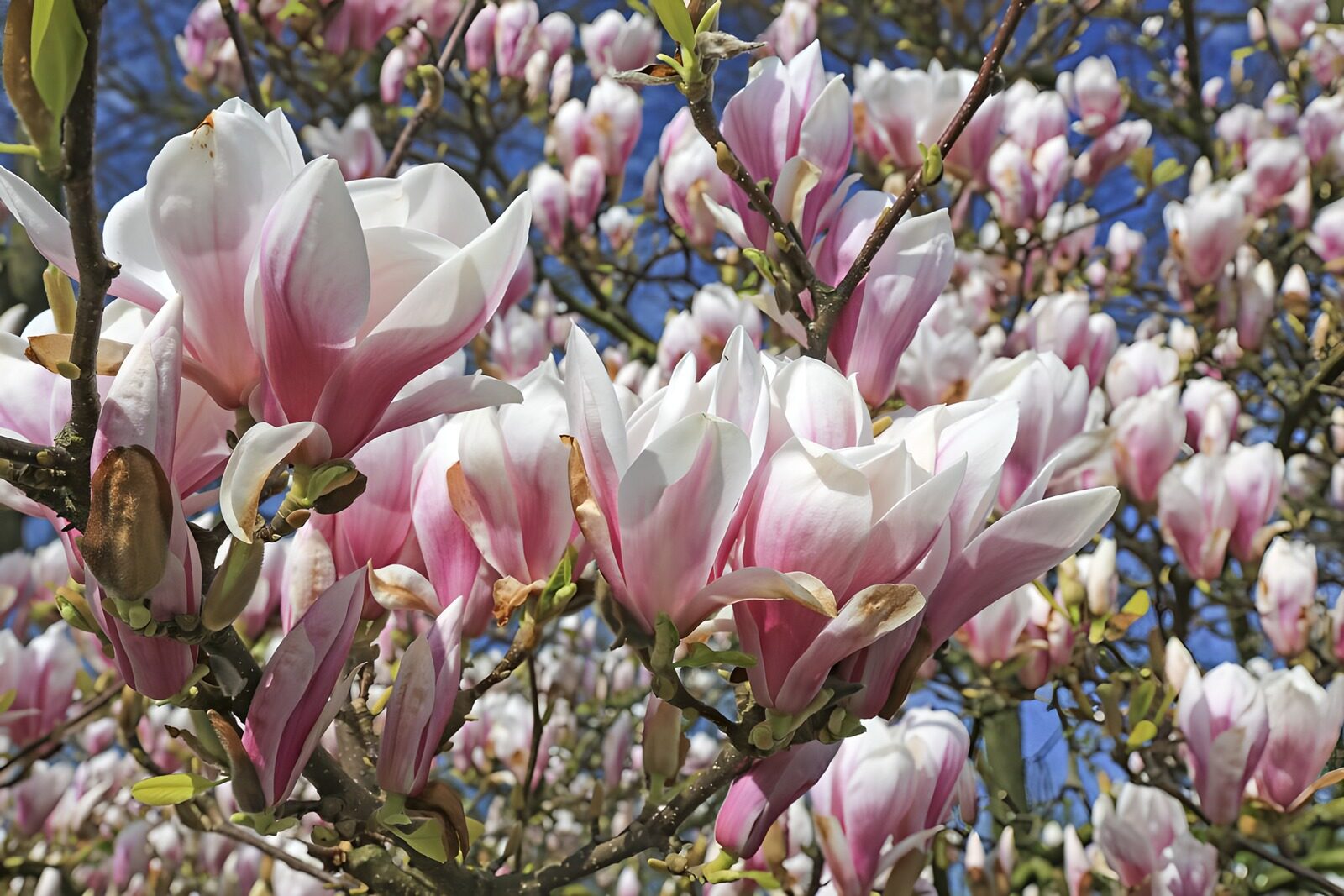 Blossoming Magnolias Under Blue Sky