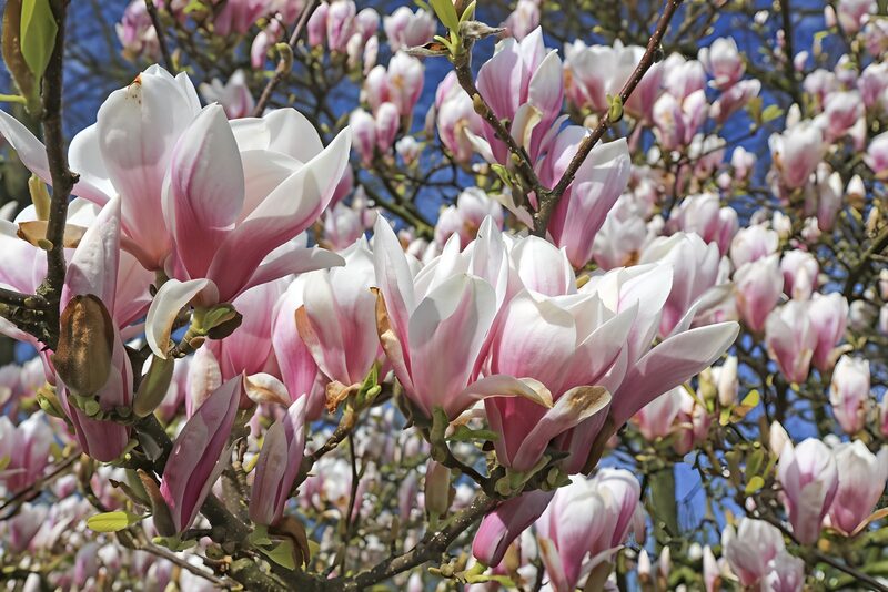 Blossoming Magnolias Under Blue Sky