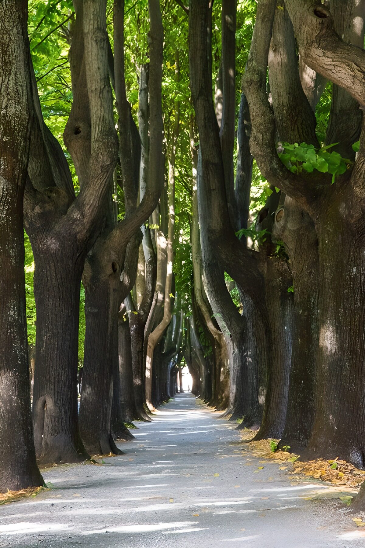 Serene Tree-Lined Pathway
