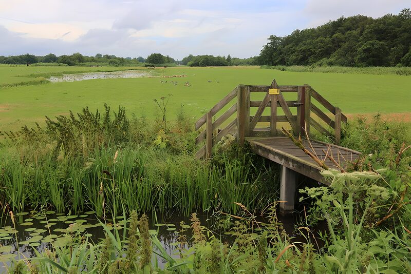 Tranquil Meadow by the Water