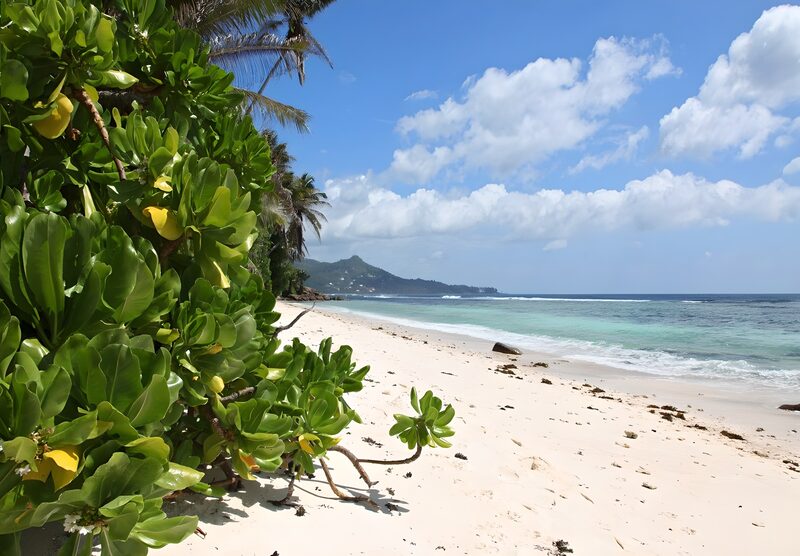 Serene Tropical Beach Escape