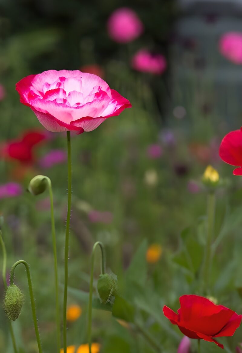 Vibrant Pink and Red Flower Garden