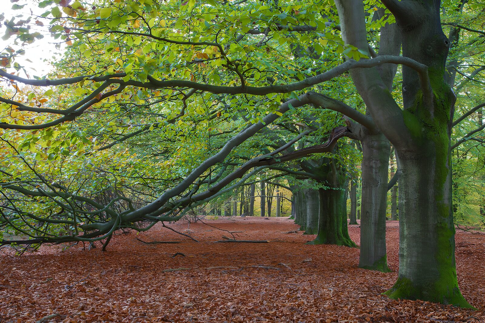 Serene Autumn Forest Pathway