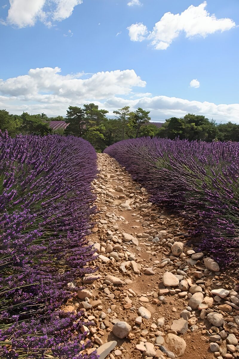 Lavender Pathway Amidst Blossoms
