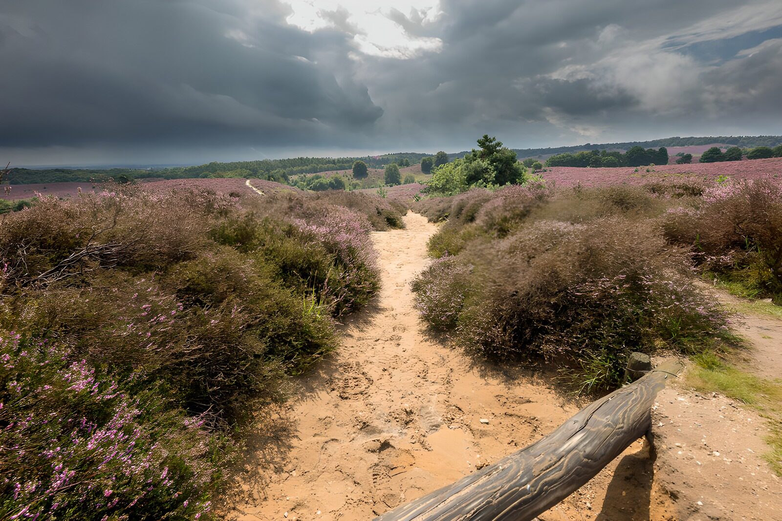 Serene Heather Pathway